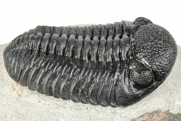 Prone Pedinopariops Trilobite - Mrakib, Morocco #287673